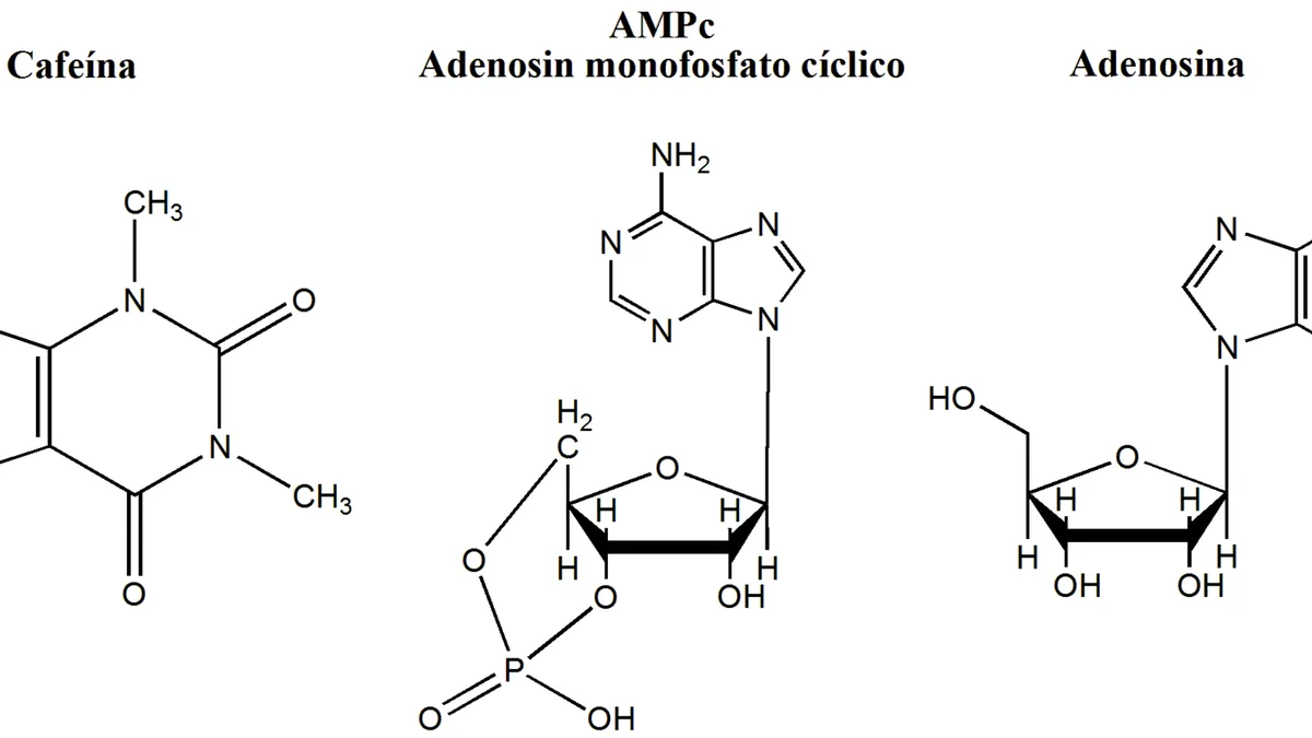 Adenosina Y Cafeina
