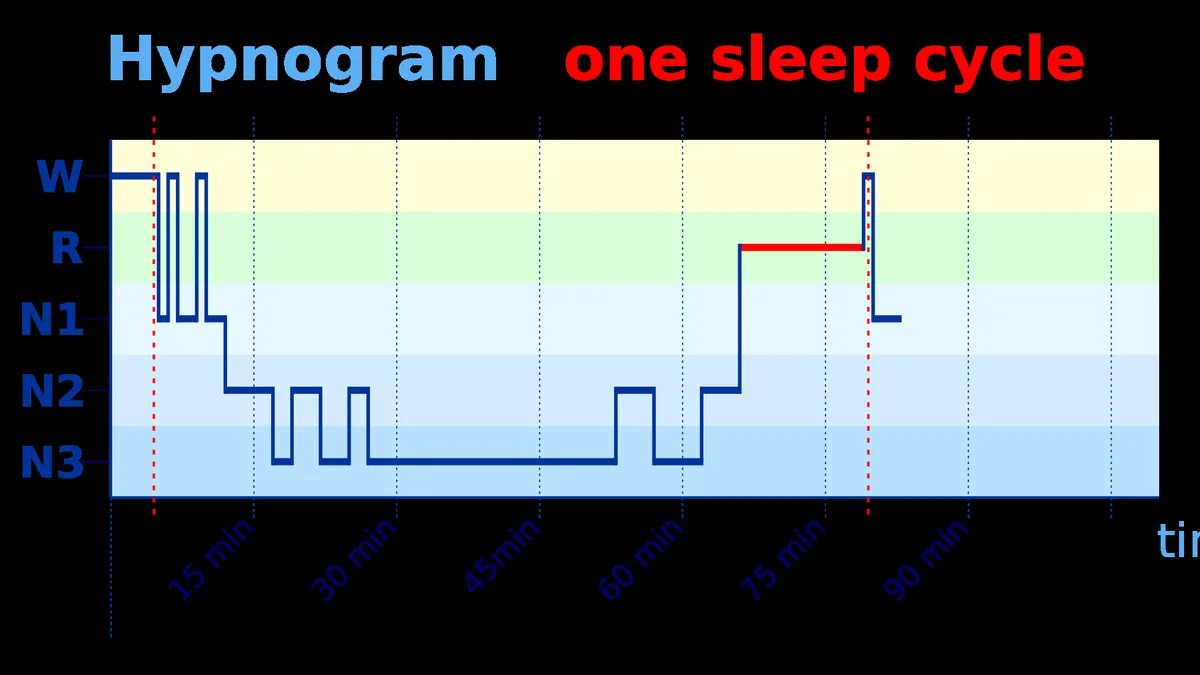 Sleep Stages And Cycles